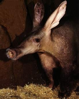 aardvark1