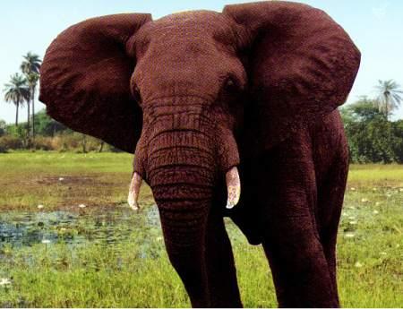 africanbullelephantpicture