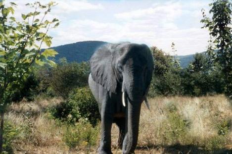 africancowelephant