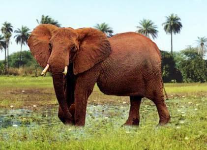 africancowelephantpicture