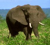 africanelephant