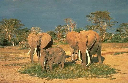 africanelephantspictures