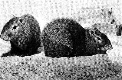 agouti1