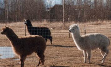 alpaca