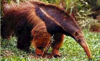 anteater1