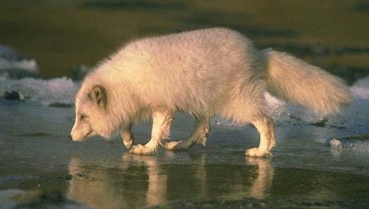 arctic-fox