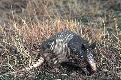 armadillo1