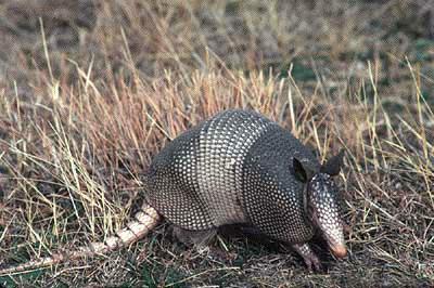 armadillo