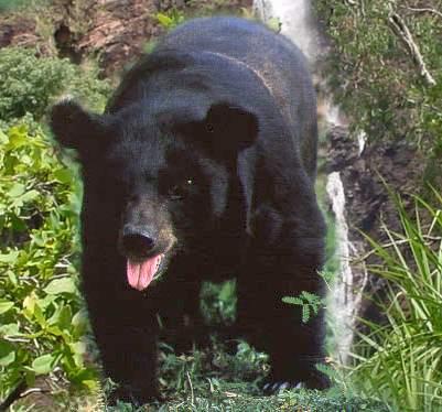 asiaticbearforaging