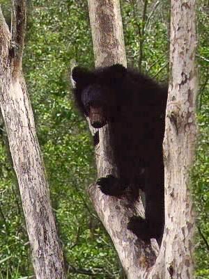 asiaticbearintree