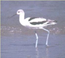 avocetbird1