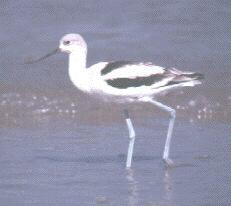 avocetbirdgif