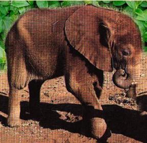 babyafricanelephantpicture