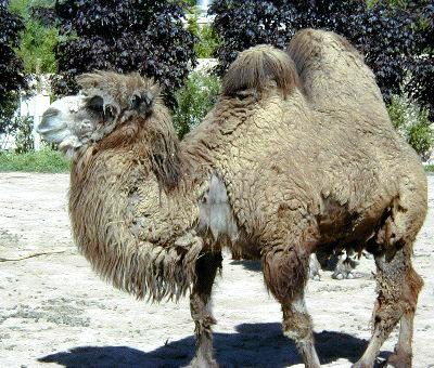 bactriancamel