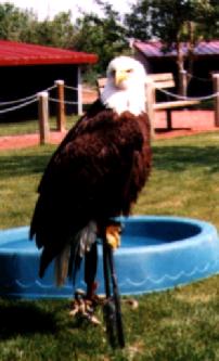 baldeagle