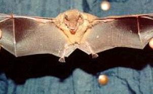 bat1