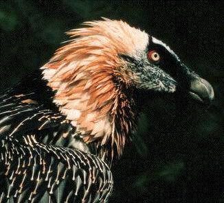 beardedvulturebird1