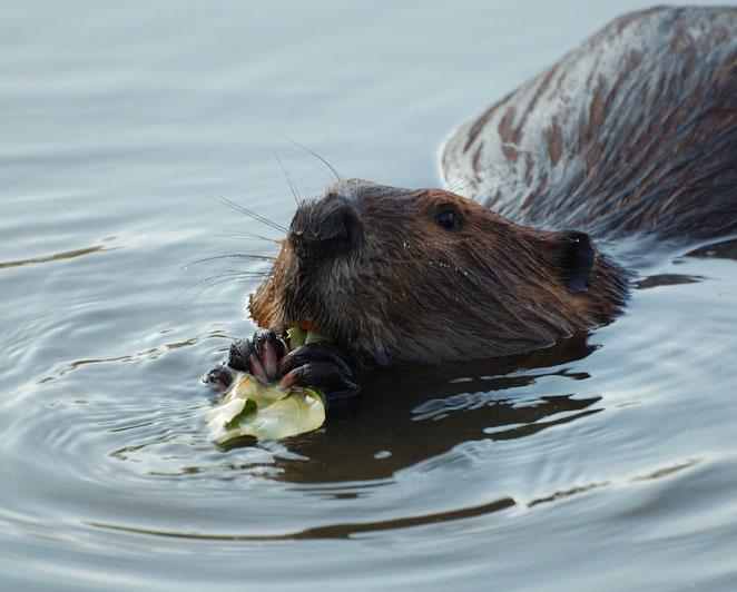 beaverhead