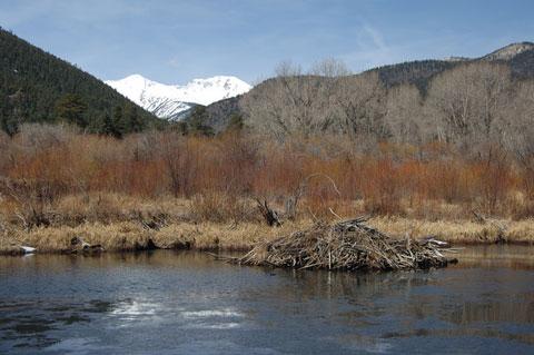 beaverlodgeinspring