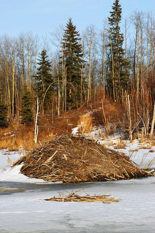 beaverlodgeinwinter