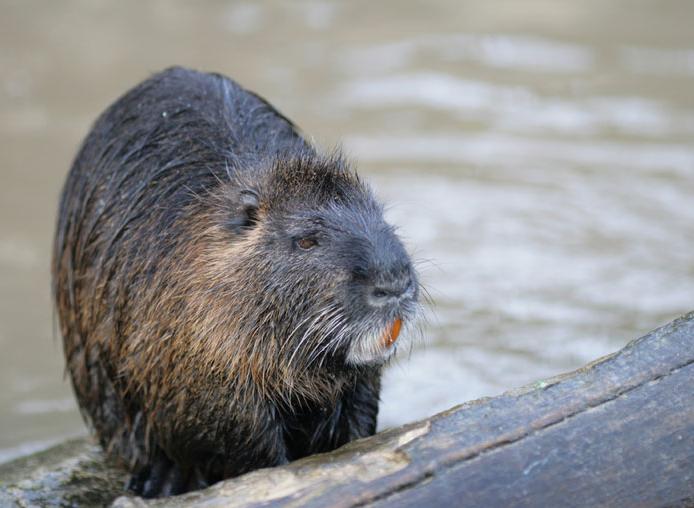 beaveronlog