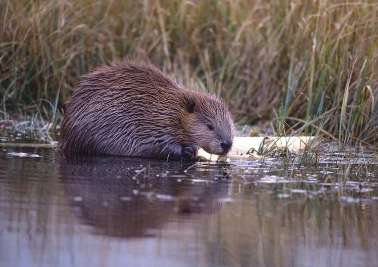 beaveryearling