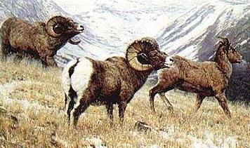 bighorn-sheep