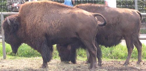 bisonfeeding