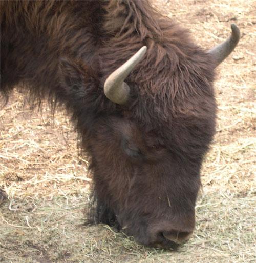 bisonhead