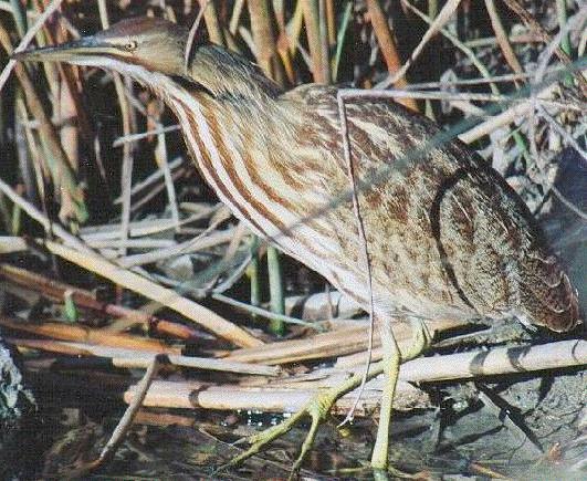 bitternbird