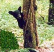 blackbearcubhiding