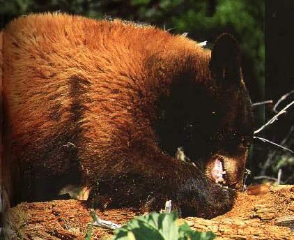 blackbearfeedingoninsects