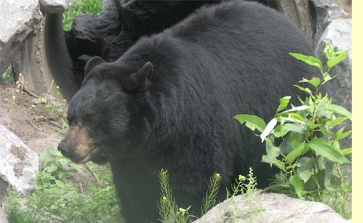 blackbearwalking