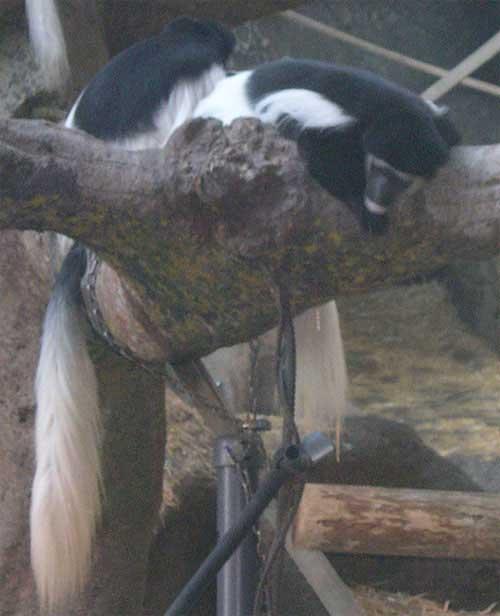 blackwhitecolobus