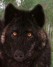 blackwolfsm