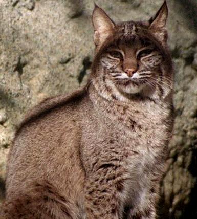 bobcat1