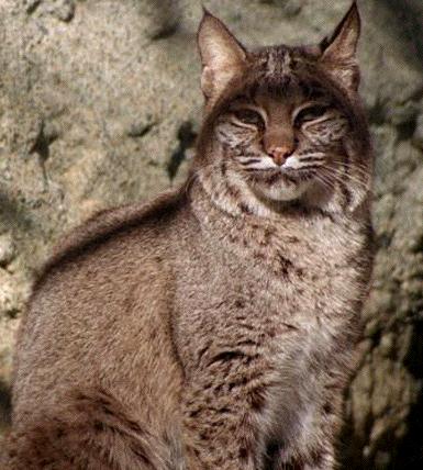 bobcat