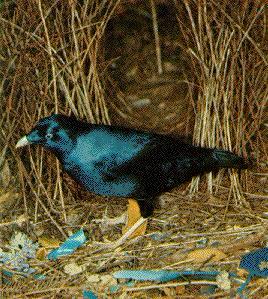 bowerbird1