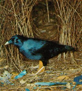 bowerbird