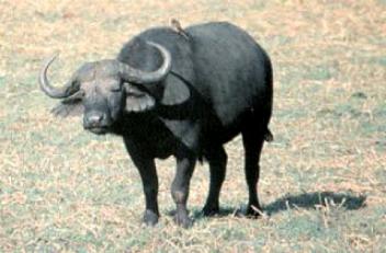 buffalo1