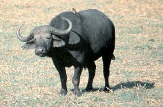 buffalo