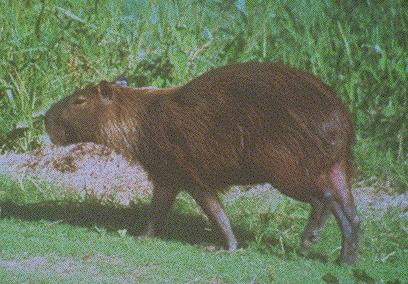 capybara