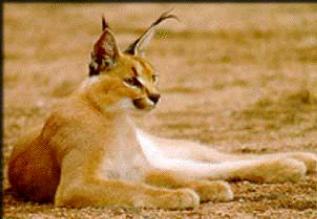 caracal1