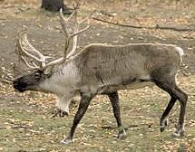 caribou