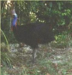 cassowary1