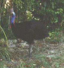 cassowary