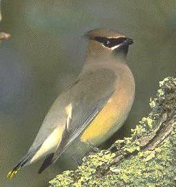 cedarwaxwingbird1