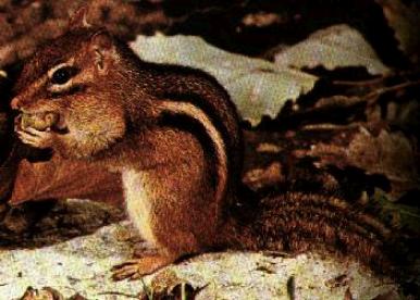 chipmunk1