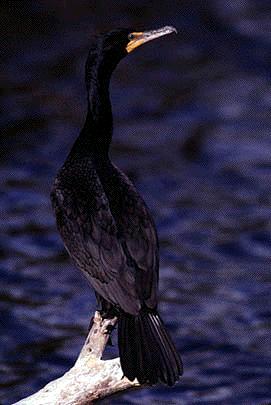 cormorantbird1