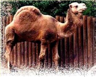 dromedarycamel1